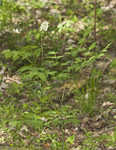 White baneberry <BR>Doll's eyes